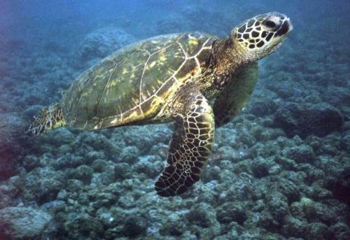This is an image of a green sea turtle.  Photo courtesy of NMFS/NOAA.